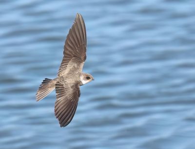 Sand Martin - Riparia riparia (Oeverzwaluw)