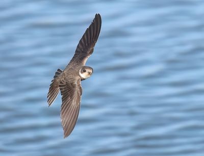 Sand Martin - Riparia riparia (Oeverzwaluw)