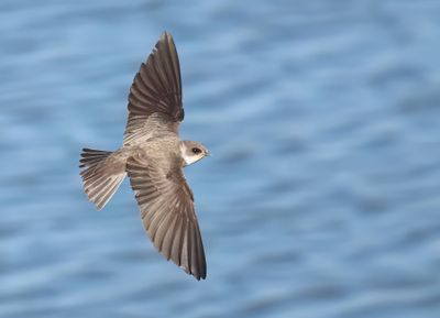 Sand Martin - Riparia riparia (Oeverzwaluw)