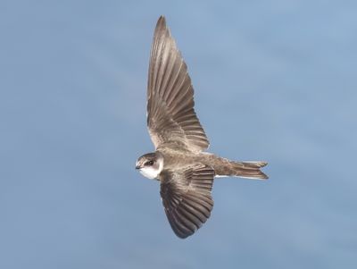 Sand Martin - Riparia riparia (Oeverzwaluw)