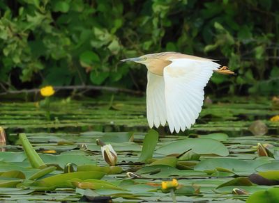 Squacco Heron - Ardeola ralloides (Ralreiger)