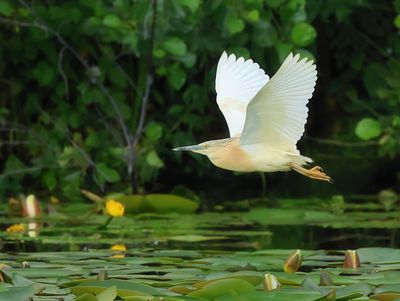 Squacco Heron - Ardeola ralloides (Ralreiger)