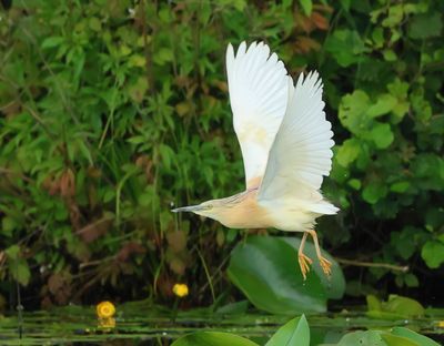 Squacco Heron - Ardeola ralloides (Ralreiger)