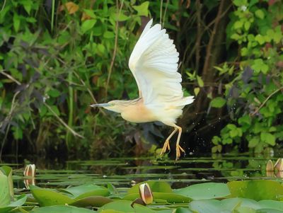 Squacco Heron - Ardeola ralloides (Ralreiger)