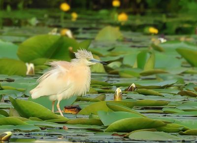 Squacco Heron - Ardeola ralloides (Ralreiger)
