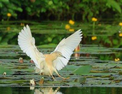 Squacco Heron - Ardeola ralloides (Ralreiger)