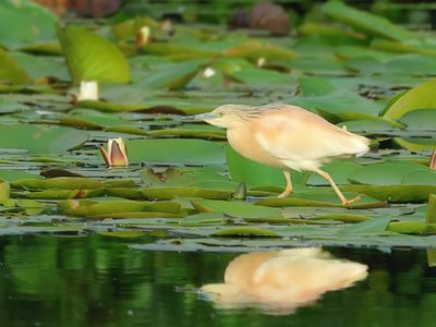 Squacco Heron - Ardeola ralloides (Ralreiger)