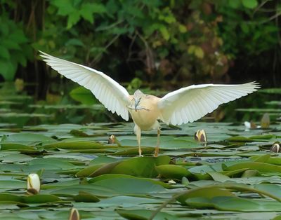 Squacco Heron - Ardeola ralloides (Ralreiger)