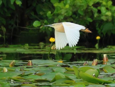 Squacco Heron - Ardeola ralloides (Ralreiger)