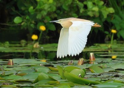 Squacco Heron - Ardeola ralloides (Ralreiger)