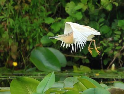 Squacco Heron - Ardeola ralloides (Ralreiger)