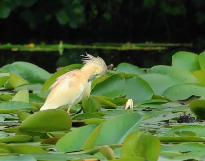 Squacco Heron - Ardeola ralloides (Ralreiger)