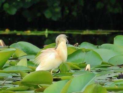 Squacco Heron - Ardeola ralloides (Ralreiger)