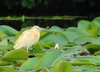 Squacco Heron - Ardeola ralloides (Ralreiger)