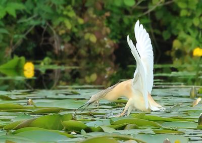 Squacco Heron - Ardeola ralloides (Ralreiger)