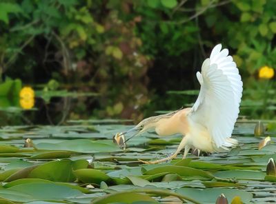 Squacco Heron - Ardeola ralloides (Ralreiger)