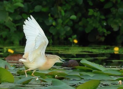 Squacco Heron - Ardeola ralloides (Ralreiger)