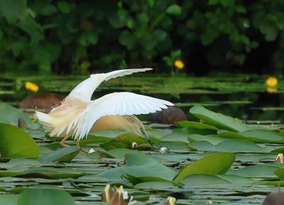 Squacco Heron - Ardeola ralloides (Ralreiger)