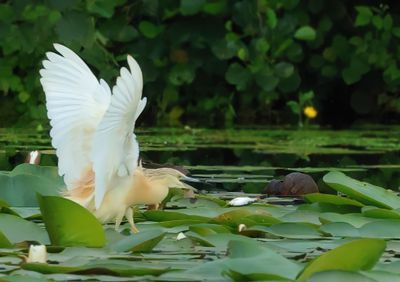 Squacco Heron - Ardeola ralloides (Ralreiger)