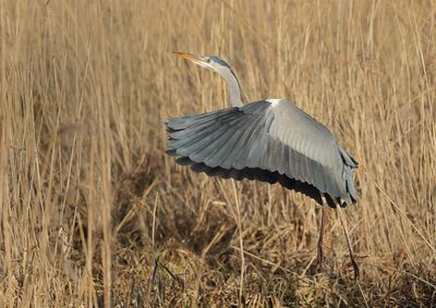 Grey Heron - Ardea cinerea (Blauwe Reiger)