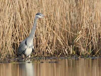 Grey Heron - Ardea cinerea (Blauwe Reiger)