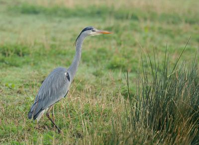 Grey Heron - Ardea cinerea (Blauwe Reiger)
