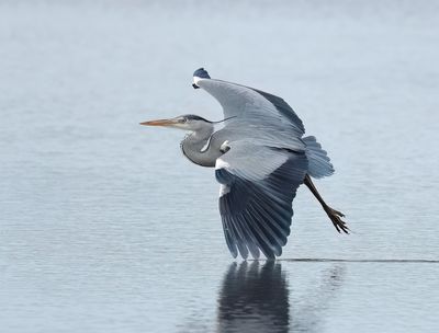 Grey Heron - Ardea cinerea (Blauwe Reiger)