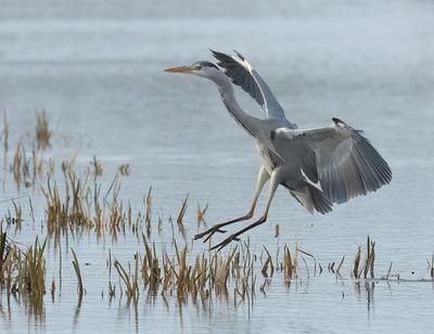 Grey Heron - Ardea cinerea (Blauwe Reiger)