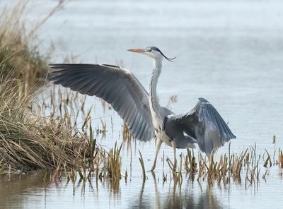 Grey Heron - Ardea cinerea (Blauwe Reiger)