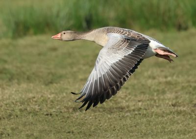 Greylag Goose - Anser anser (Grauwe Gans)