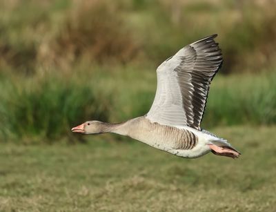 Greylag Goose - Anser anser (Grauwe Gans)