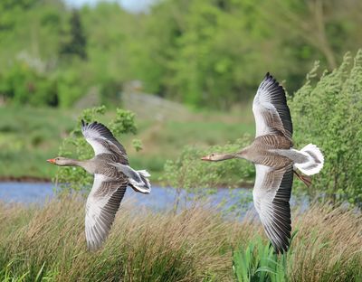 Greylag Goose - Anser anser (Grauwe Gans)