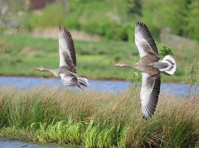 Greylag Goose - Anser anser (Grauwe Gans)