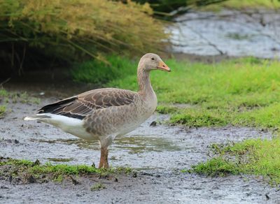 Greylag Goose - Anser anser (Grauwe Gans)