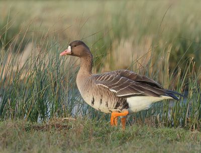 Greater White-fronted Goose - Anser albifrons (Kolgans)