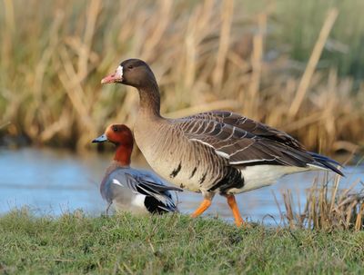 Greater White-fronted Goose - Anser albifrons (Kolgans)