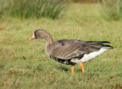 Greater White-fronted Goose - Anser albifrons (Kolgans)
