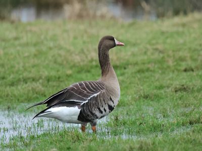 Greater White-fronted Goose - Anser albifrons (Kolgans)