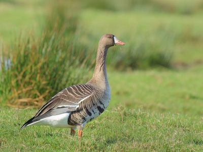 Greater White-fronted Goose - Anser albifrons (Kolgans)