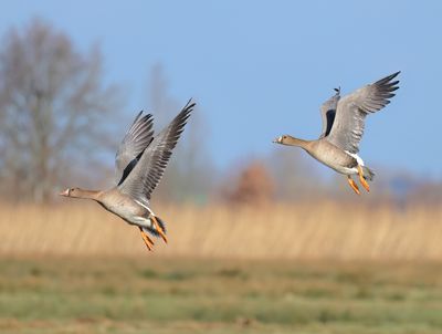 Greater White-fronted Goose - Anser albifrons (Kolgans)