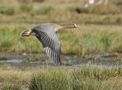 Greater White-fronted Goose - Anser albifrons (Kolgans)