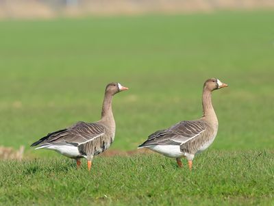 Greater White-fronted Goose - Anser albifrons (Kolgans)