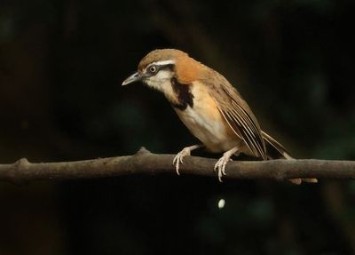 Lesser Necklaced Laughingthrush - Garrulax monileger