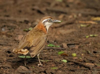 MAP: Lesser Necklaced Laughingthrush - Garrulax monileger