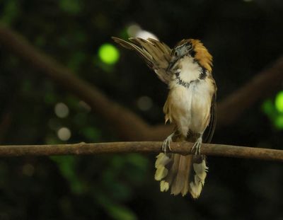 MAP: Greater Necklaced Laughingthrush - Pterorhinus pectoralis