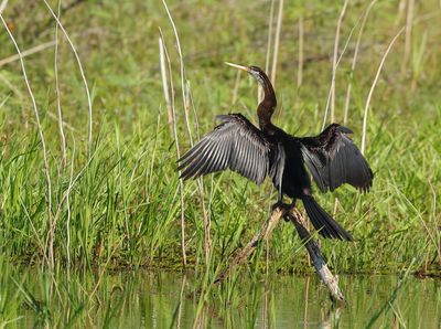 Oriental Darter - Anhinga melanogaster