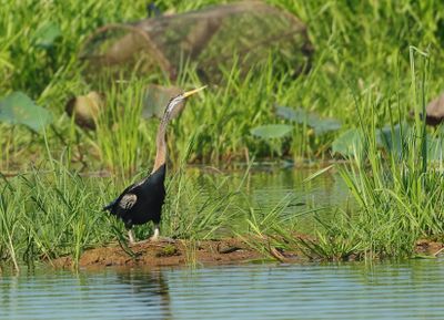 Oriental Darter - Anhinga melanogaster