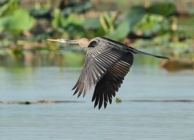 Oriental Darter - Anhinga melanogaster
