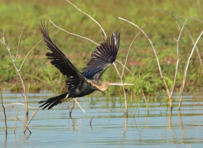 Oriental Darter - Anhinga melanogaster