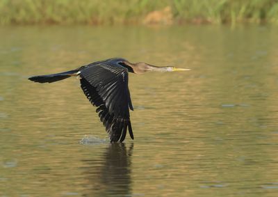 Oriental Darter - Anhinga melanogaster
